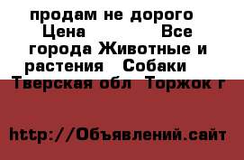 продам не дорого › Цена ­ 10 000 - Все города Животные и растения » Собаки   . Тверская обл.,Торжок г.